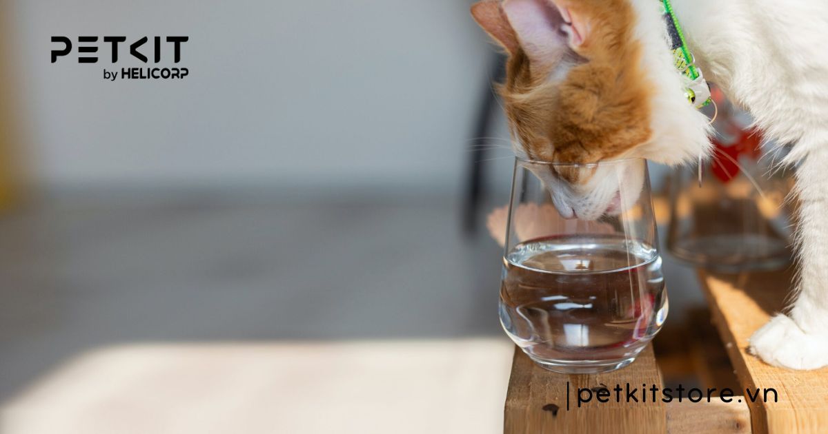 Mèo bị cảm