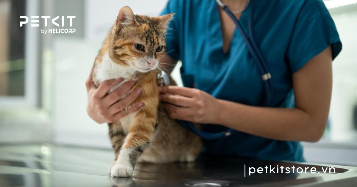 Mèo bị cảm