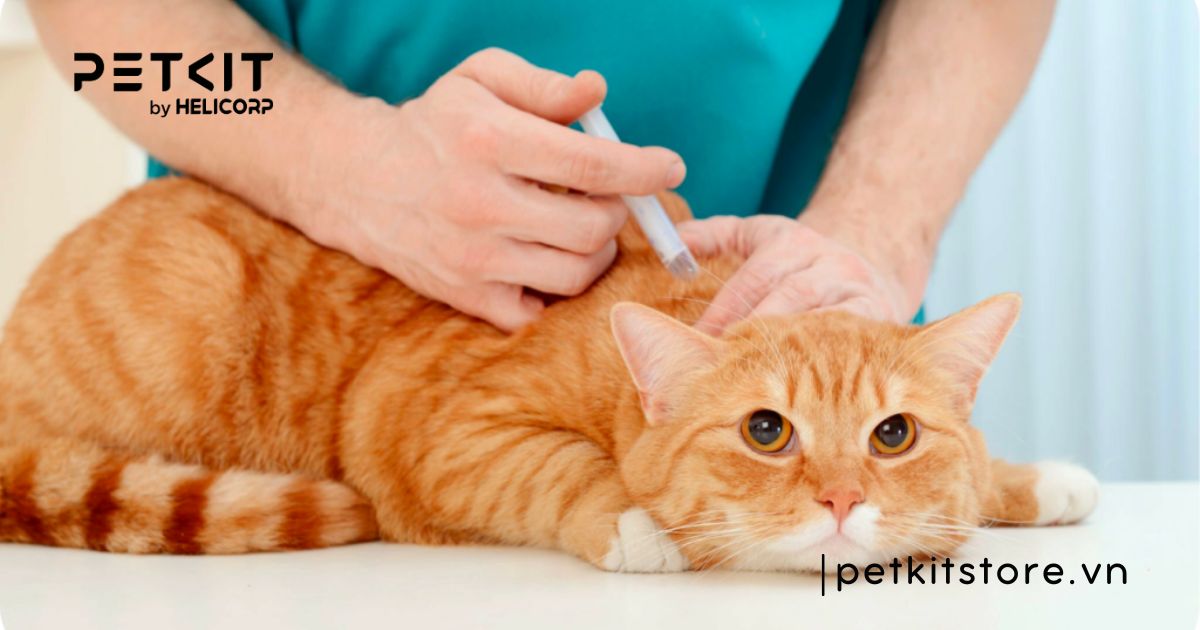 Mèo bị cảm
