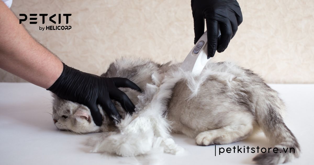 mèo bị nấm có nên cạo lông - Petkit