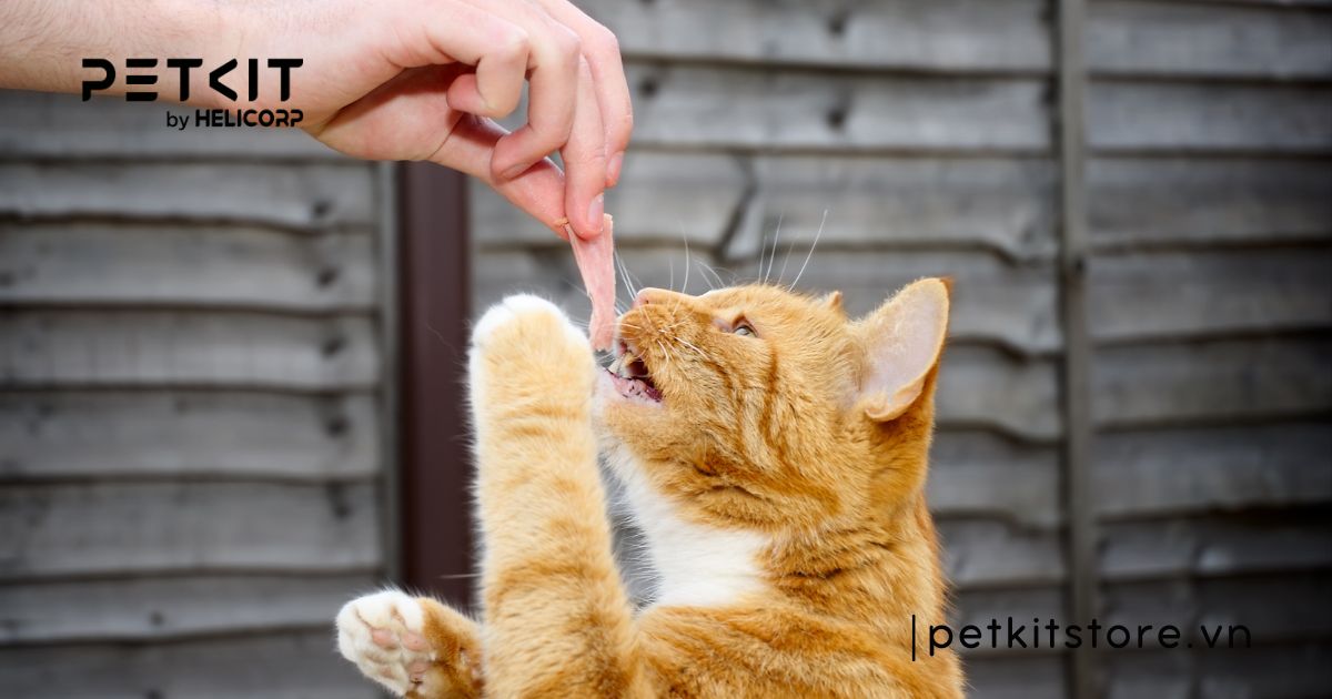 Mèo bị nấm có tự khỏi không