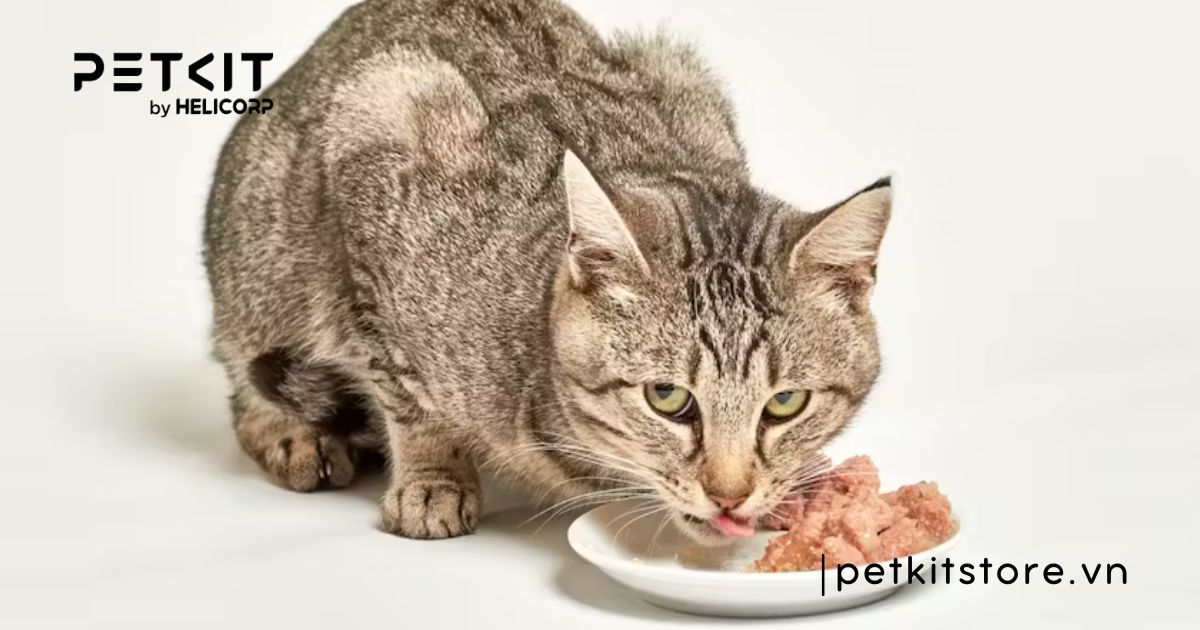 mèo bị nấm nên ăn gì