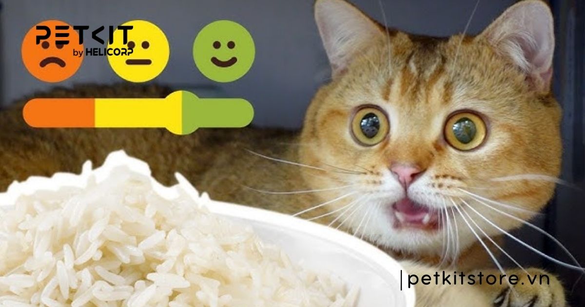 Mèo bị rụng lông ở đầu