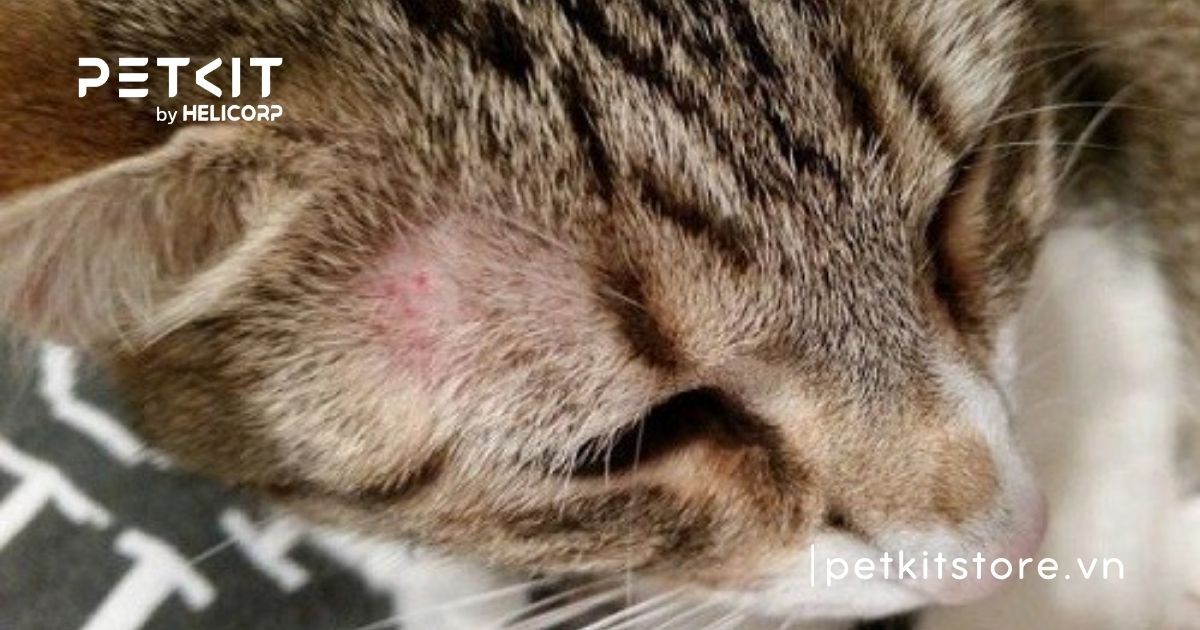 Mèo bị rụng lông ở đầu