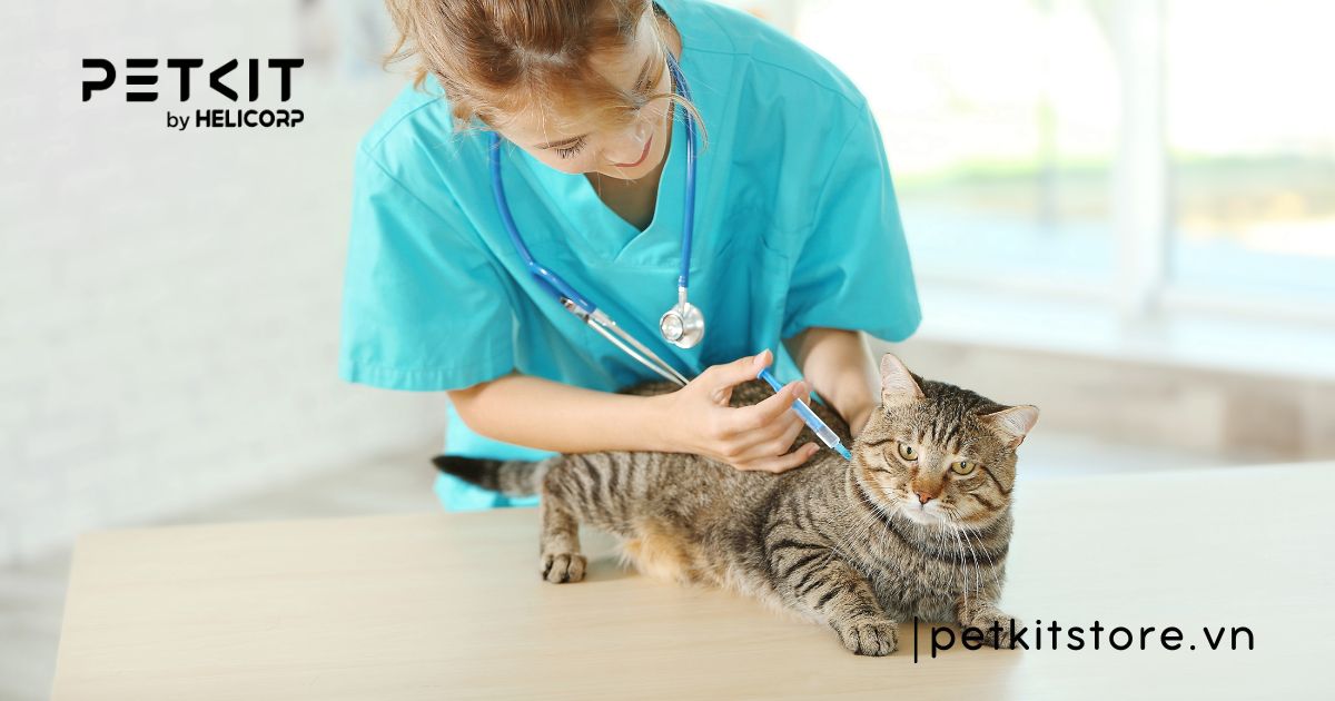 Mèo bị tiêu chảy và nôn