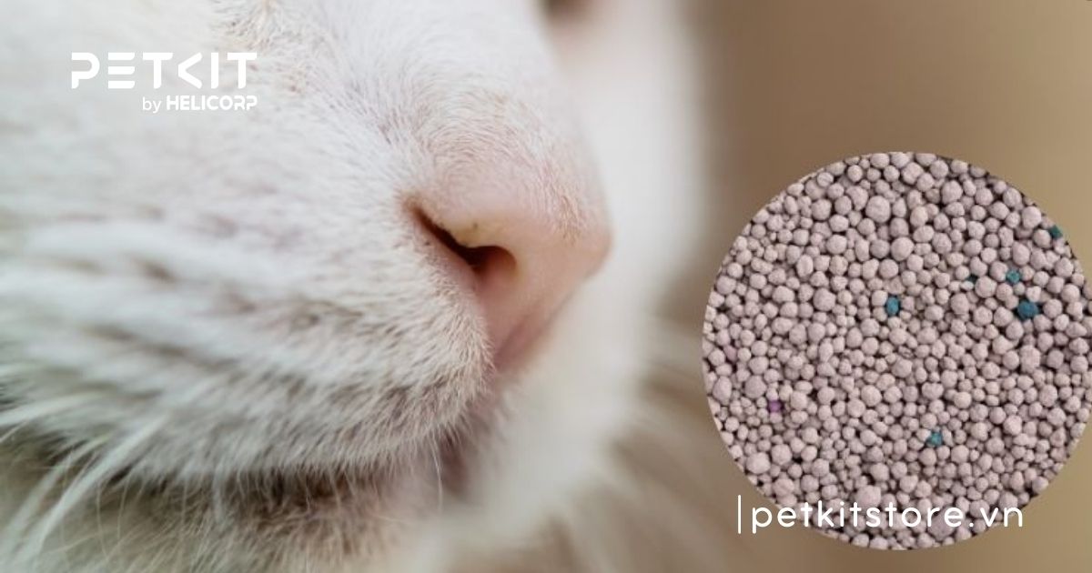 Mèo bị viêm phổi có lây không