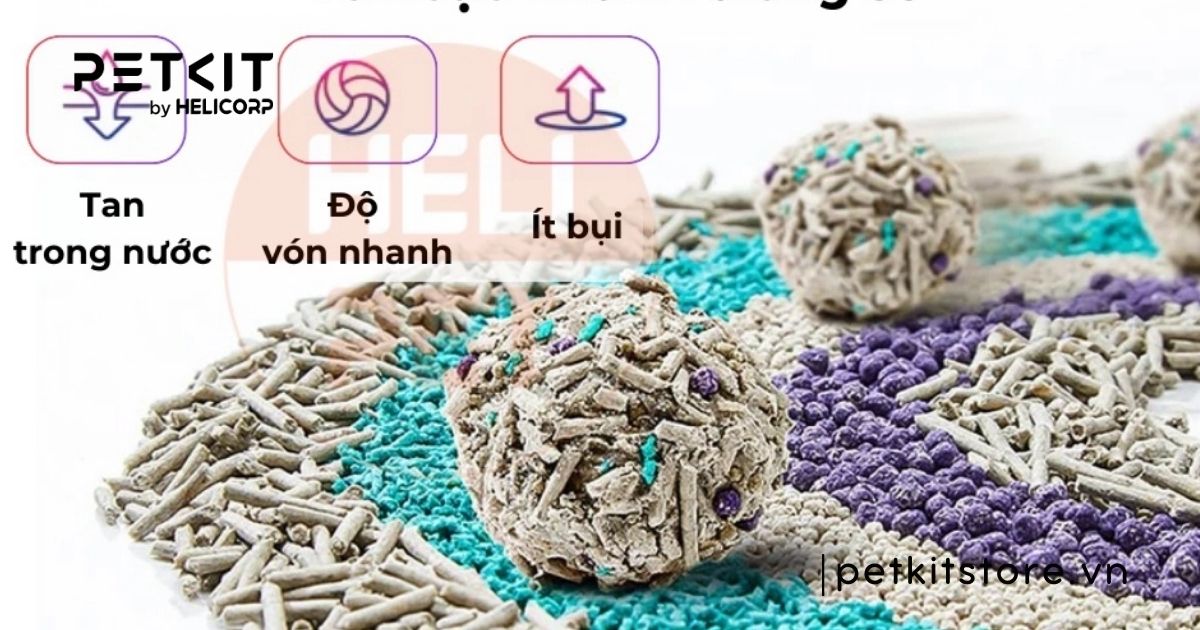 Mèo bị viêm phổi có lây không