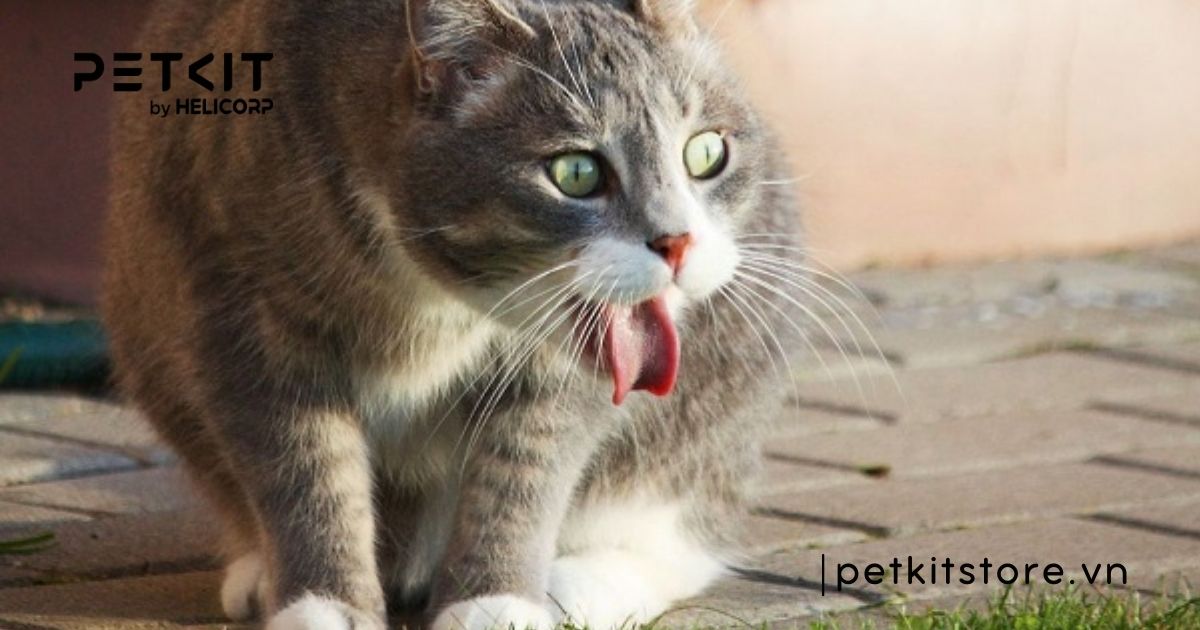 Mèo bị viêm phổi có tự khỏi được không