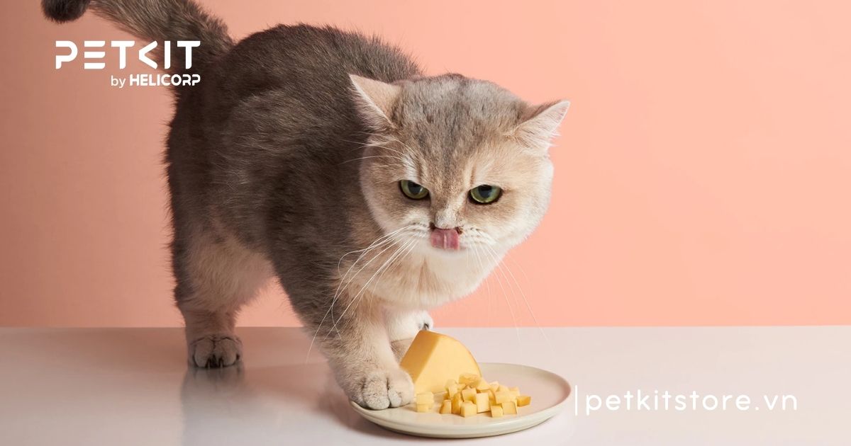 Mèo bị viêm phổi có tự khỏi được không