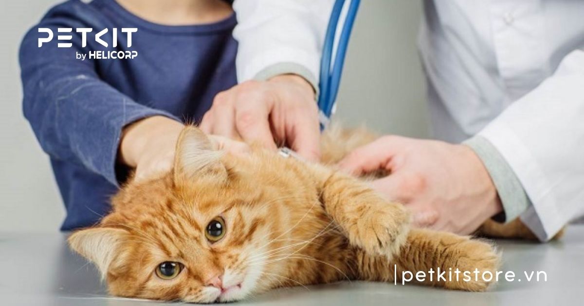 Mèo bị viêm phổi có tự khỏi được không