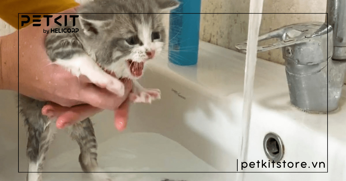 Mèo con có tắm được không