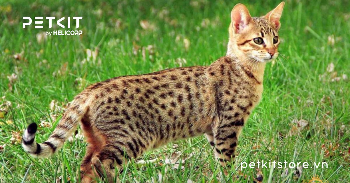 Mèo Ashera - mèo đắt nhất thế giới