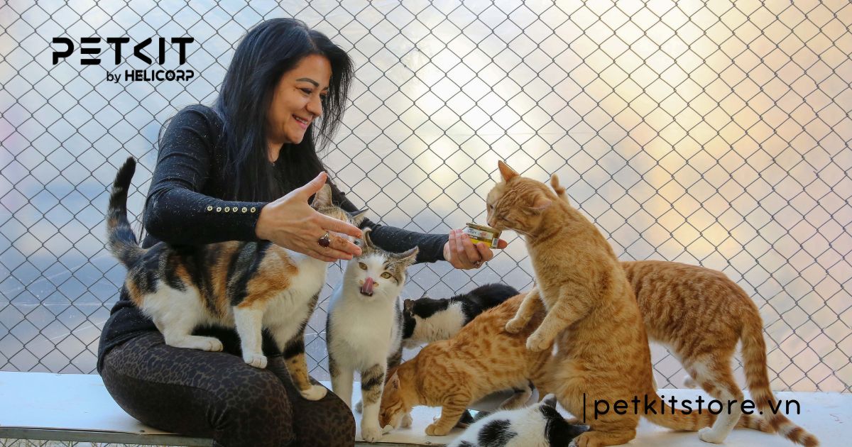 Vì sao mèo mới về nhà không chịu ăn