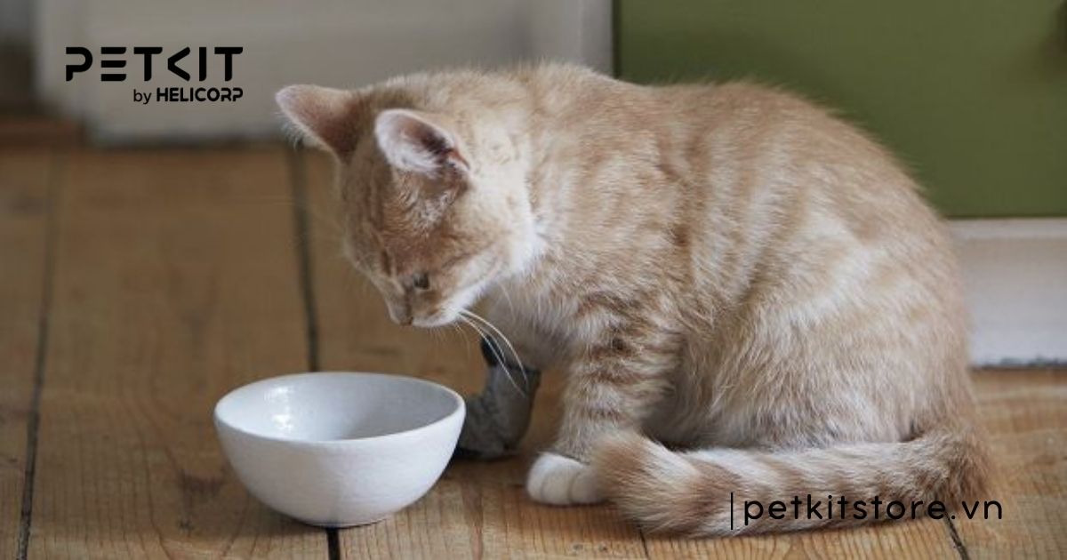 Tại sao mèo bị tiêu chảy