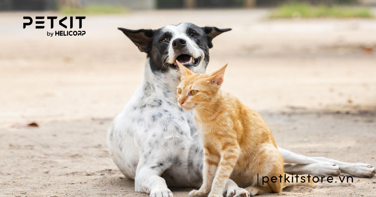 Tỉ lệ mèo bị dại