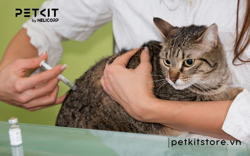 Bệnh giảm bạch cầu ở mèo có lây không
