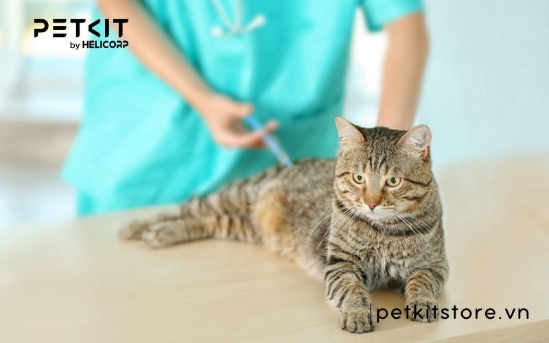 Chi phí chữa bệnh giảm bạch cầu ở mèo là bao nhiêu?