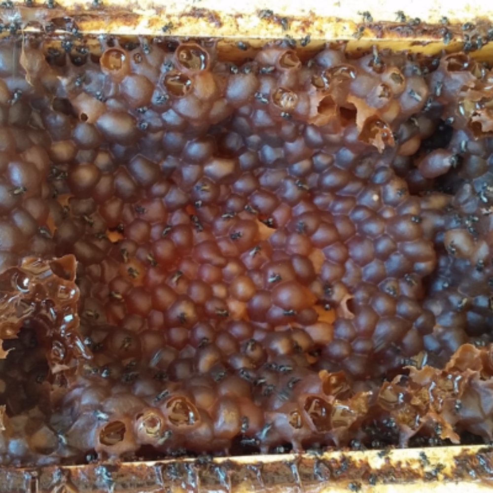 Mật ong dú nguyên chất 350ml