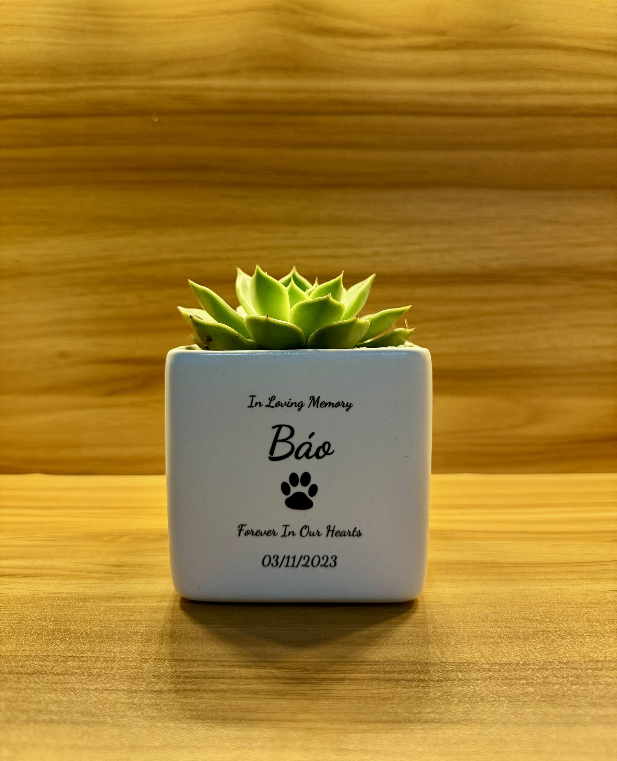 Chậu Cây Lưu Cốt - 390.000đ