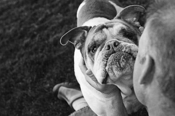 Những Điều Cần Làm Trước Khi Hỏa Táng Thú Cưng