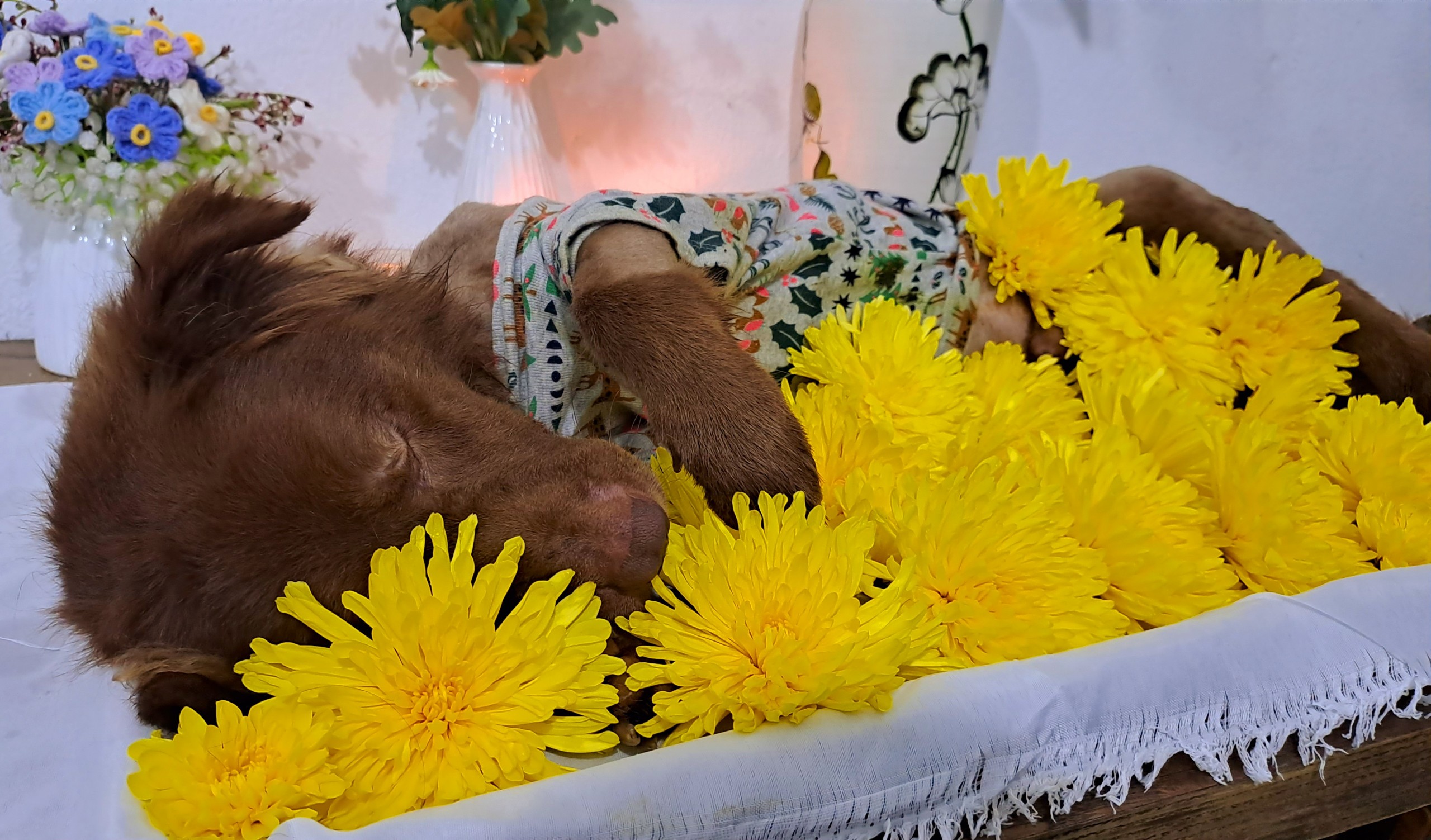 Hỏa Táng Thú Cưng - Sự Trân Trọng Cuối Cùng Dành Cho Pet