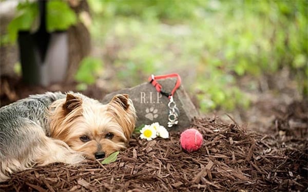 Cần Làm Gì Trước Khi Hỏa Táng Chó
