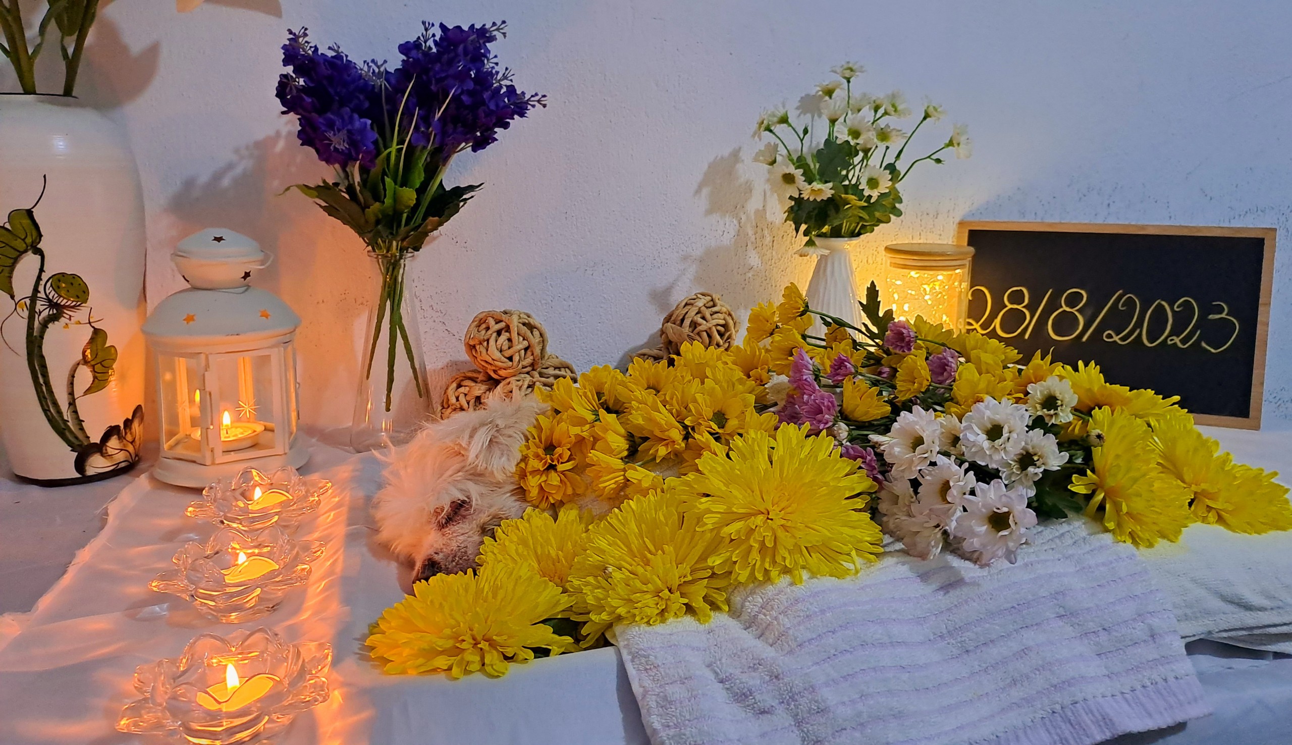 Dịch Vụ Hỏa Táng Thú Cưng, Chó Mèo