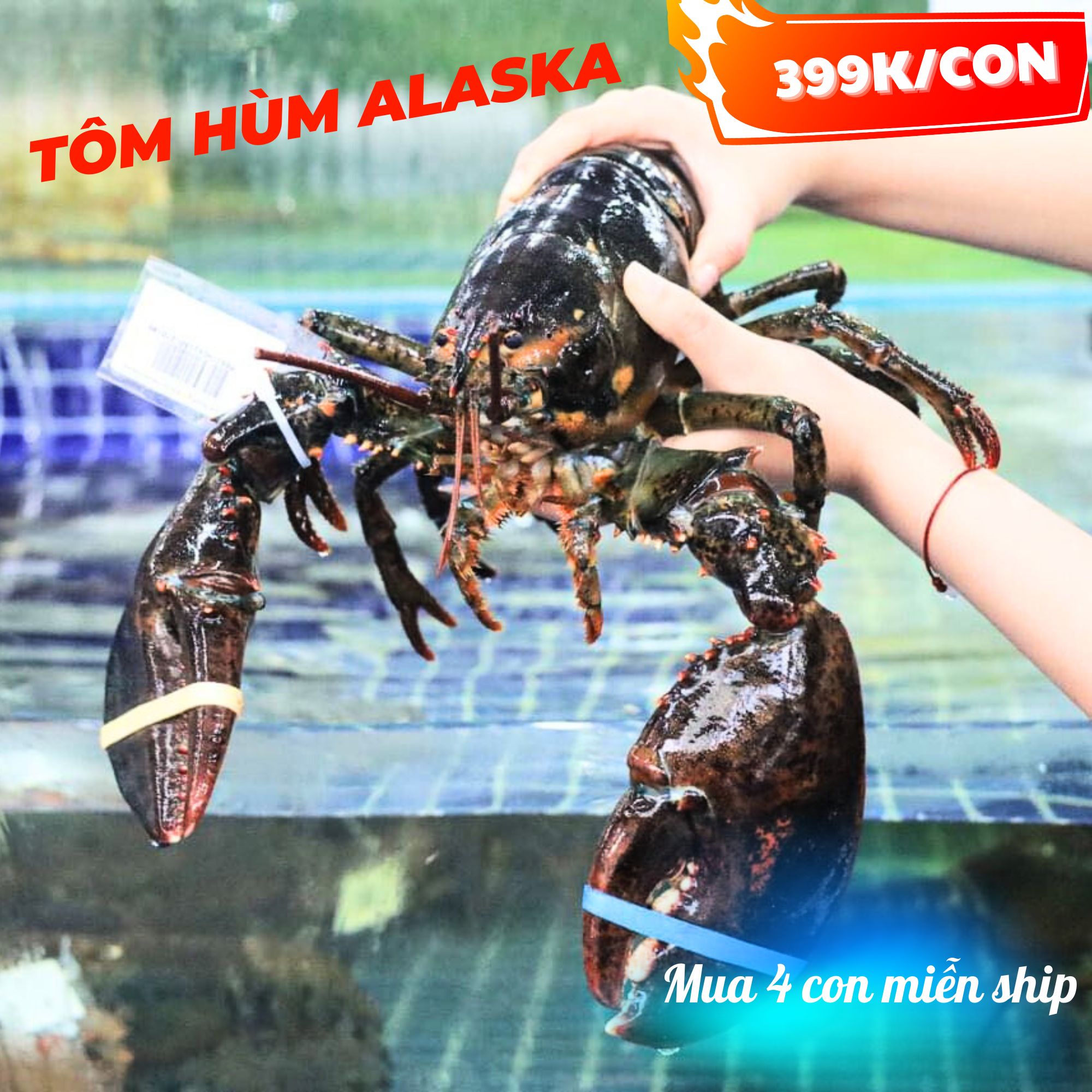 5 ĐIỀU TẠO NÊN SỨC HẤP DẪN ĐẶC BIỆT CỦA TÔM HÙM ALASKA