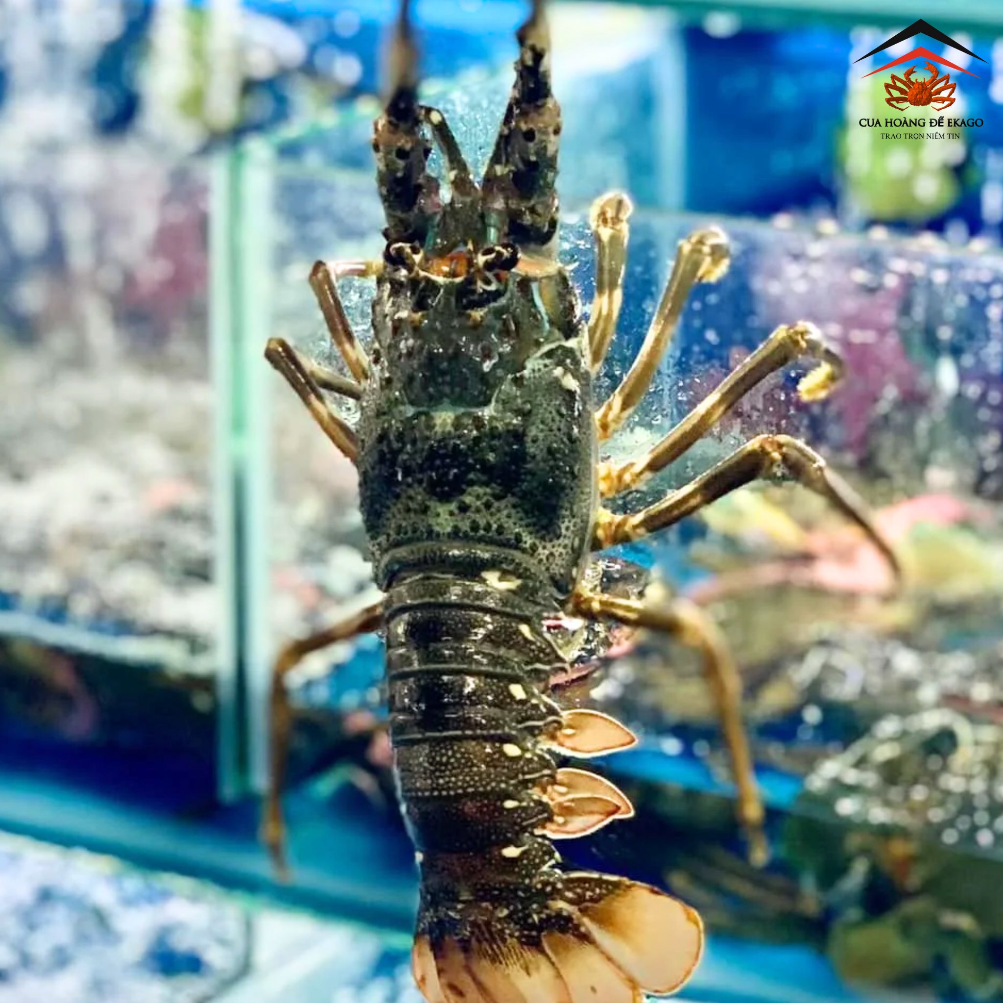 TÔM HÙM XANH SIZE ĐẶC BIỆT, TƯƠI SỐNG, VỀ HÀNG MỖI NGÀY 