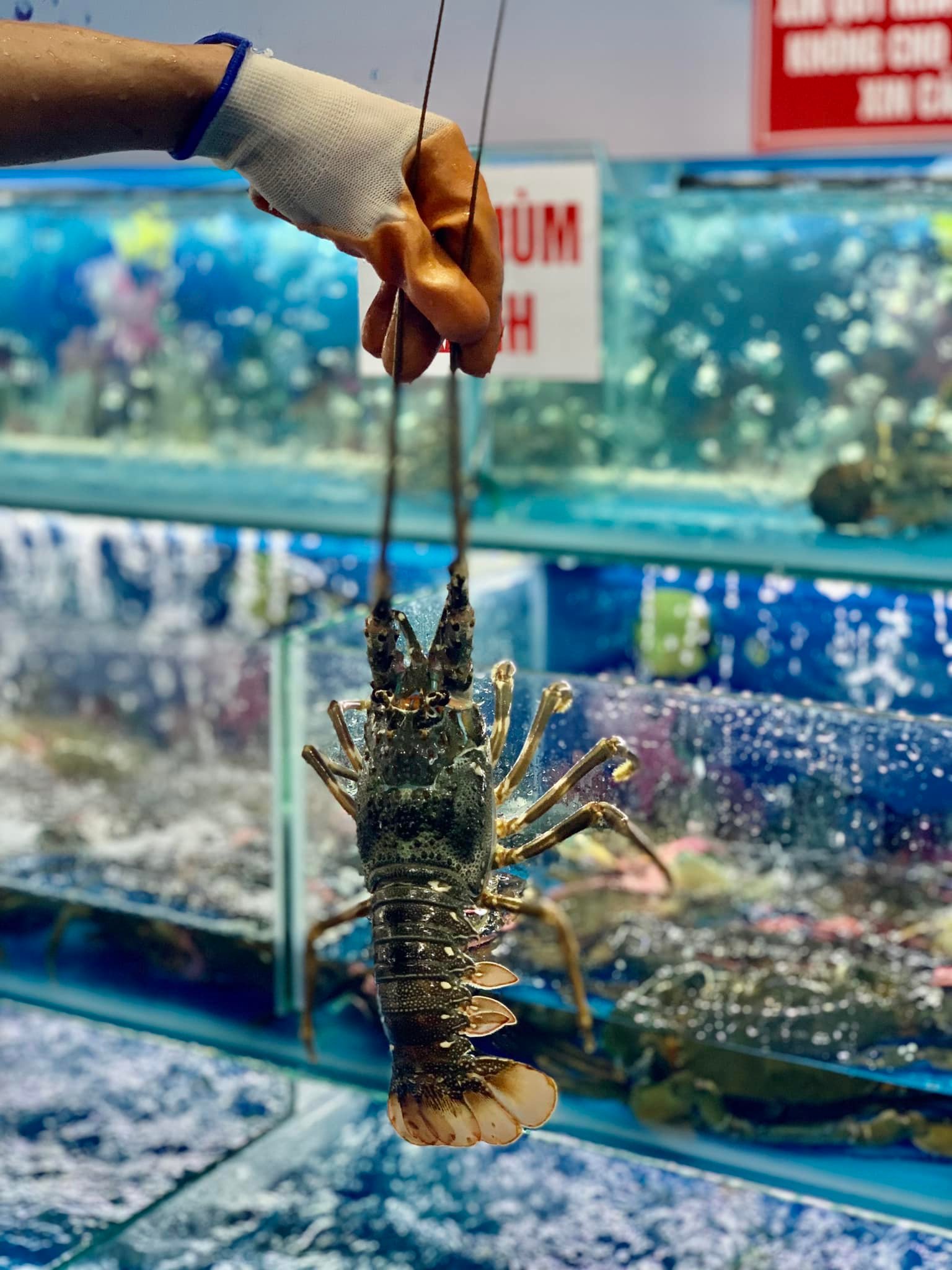 🦞 TÔM HÙM XANH 350K/CON – TÔM HÙM BIỂN VIỆT, MÓN SANG BÀN TIỆC