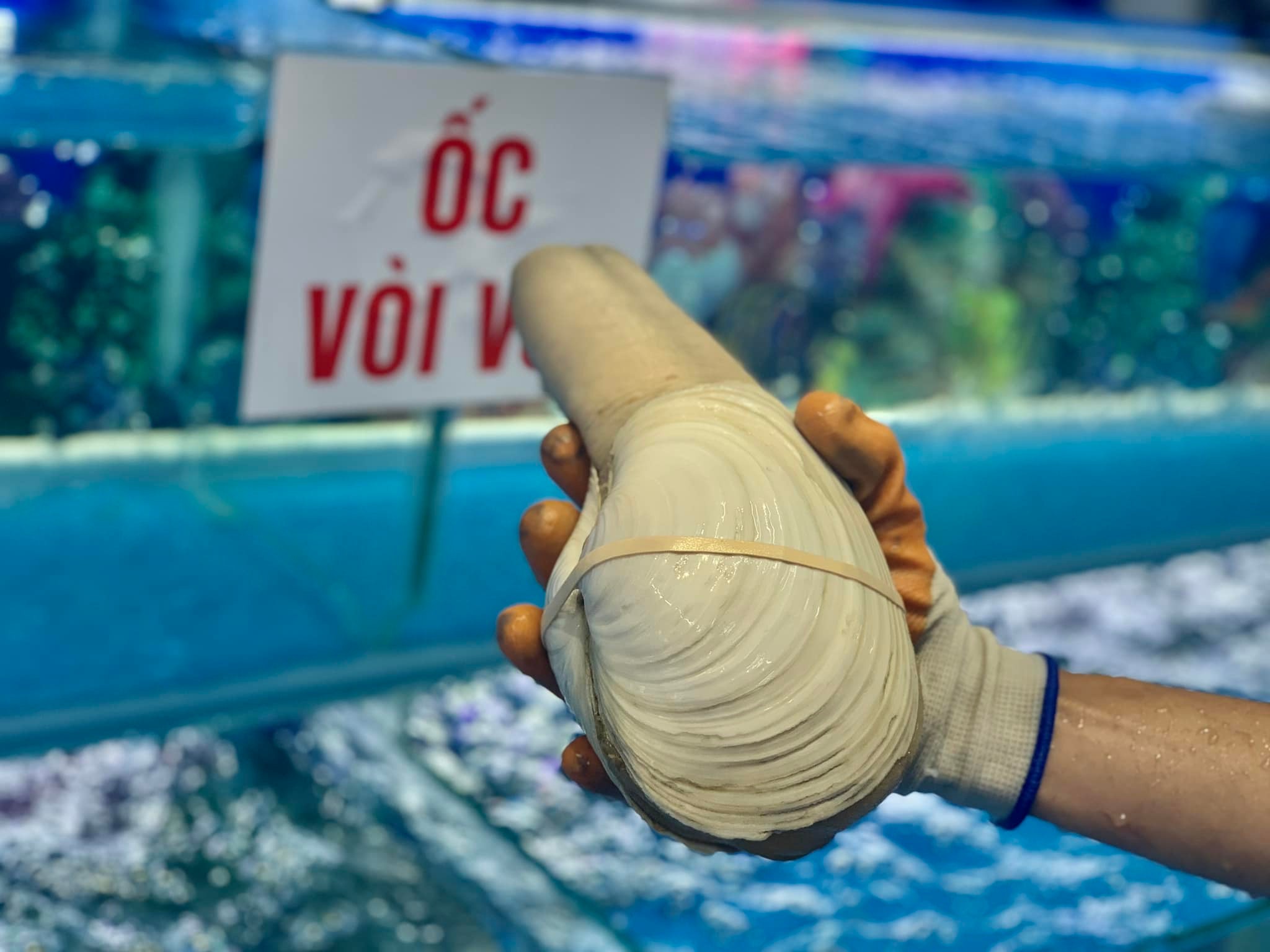 MÓN NGON TỪ ỐC VÒI VOI CANADA