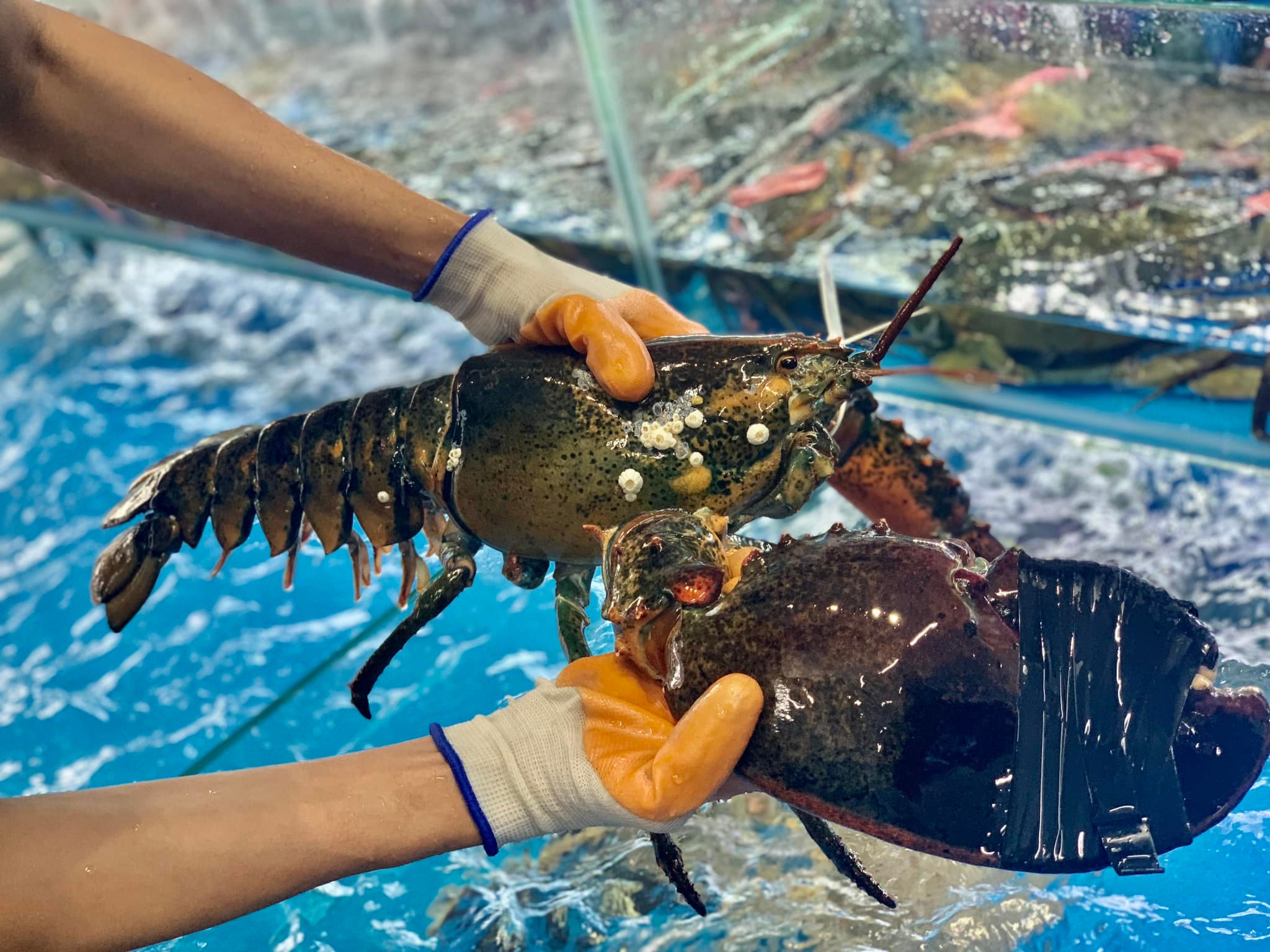 HẢI SẢN NGON TỪ CANADA- NÂNG TẦM BÀN TIỆC TẾT