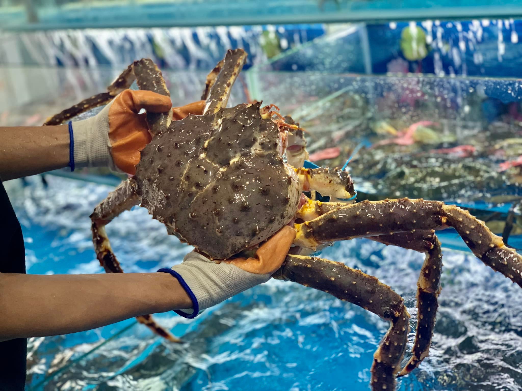 SO SÁNH CUA HOÀNG ĐẾ & CUA CÀ MAU – NÊN CHỌN LOẠI NÀO CHO TIỆC SANG TRỌNG?