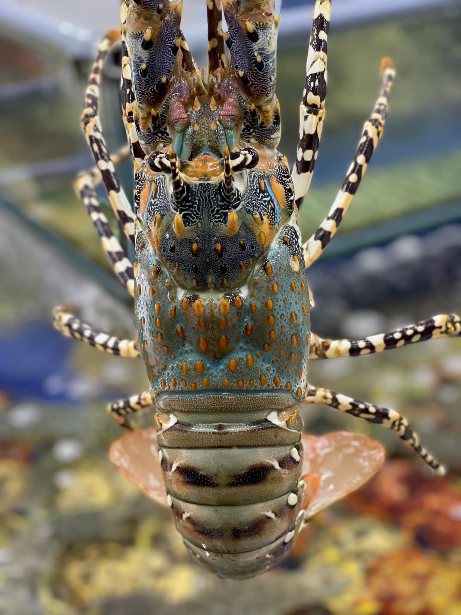 Bảo Vệ Tôm Hùm Bông - Nỗ Lực Chung Tay Giữ Gin Tài Nguyên Biển