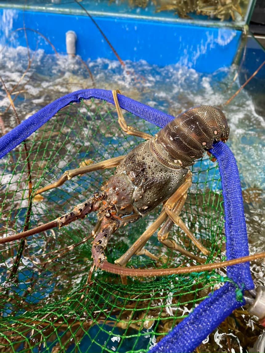 Mẹo chọn tôm hùm bông ngon