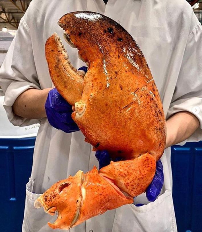 TẠI SAO TÔM HÙM ALSAKA LÀ MÓN QUÀ Ý NGHĨA SANG TRỌNG NHẤT