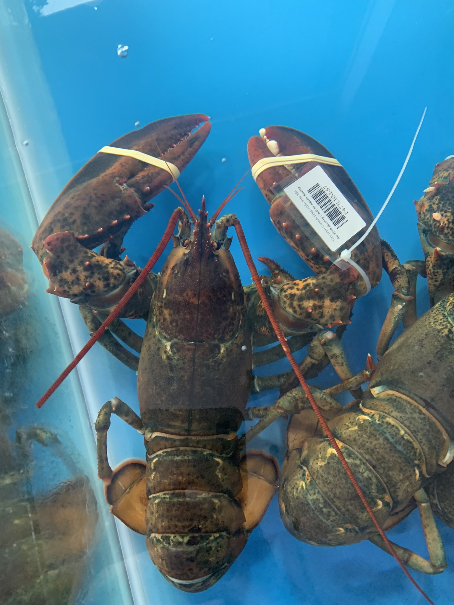 Tôm hùm Alaska nhập trực tiếp Canada, Tại sao lại đắt đỏ?