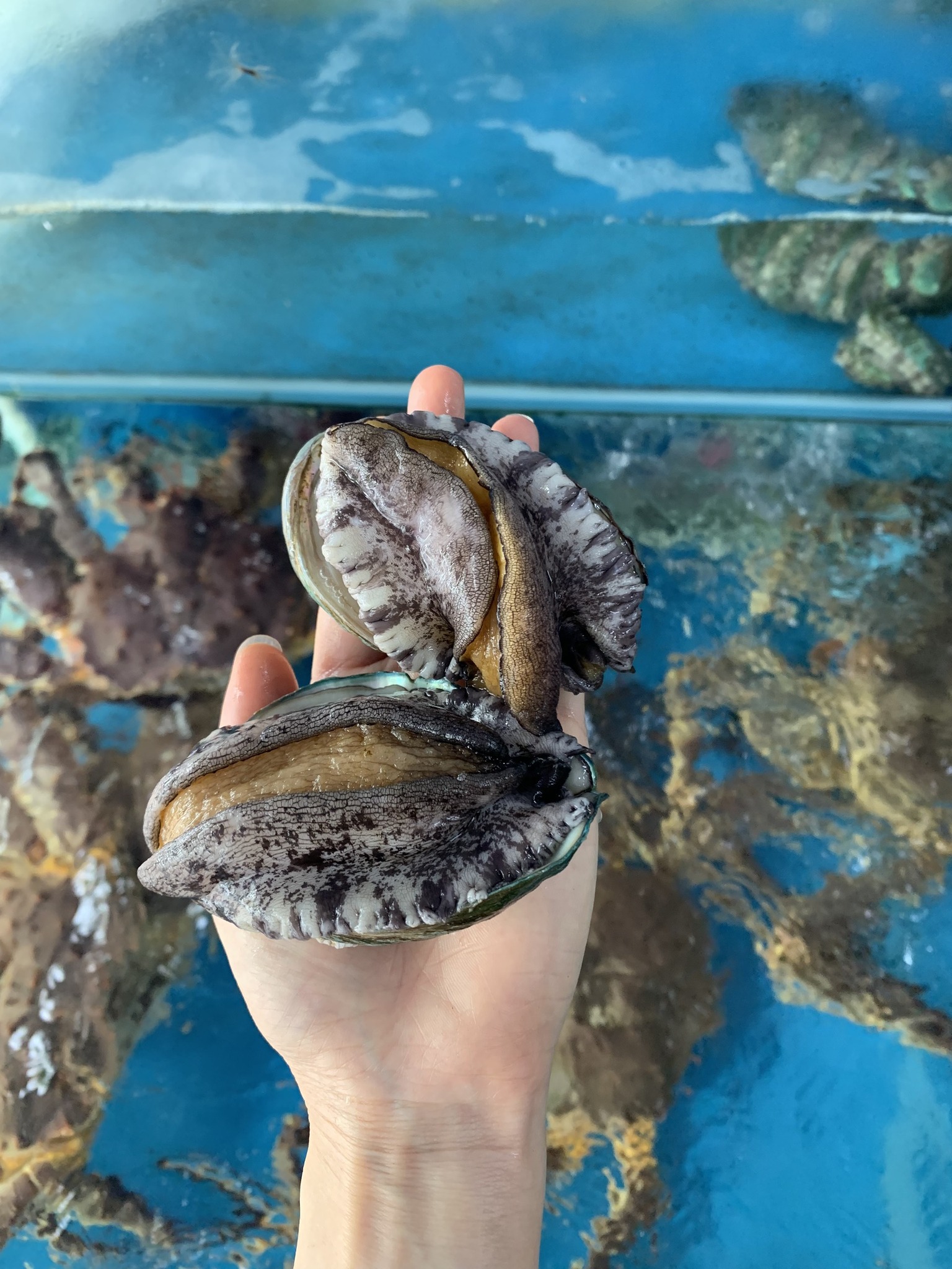 SẢN VẬT TIẾN VUA - TOP 1 BÀO NGƯ