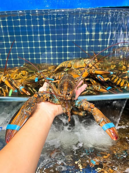 TOP 5 CÁCH CHẾ BIẾN TÔM HÙM ALASKA DỄ LÀM