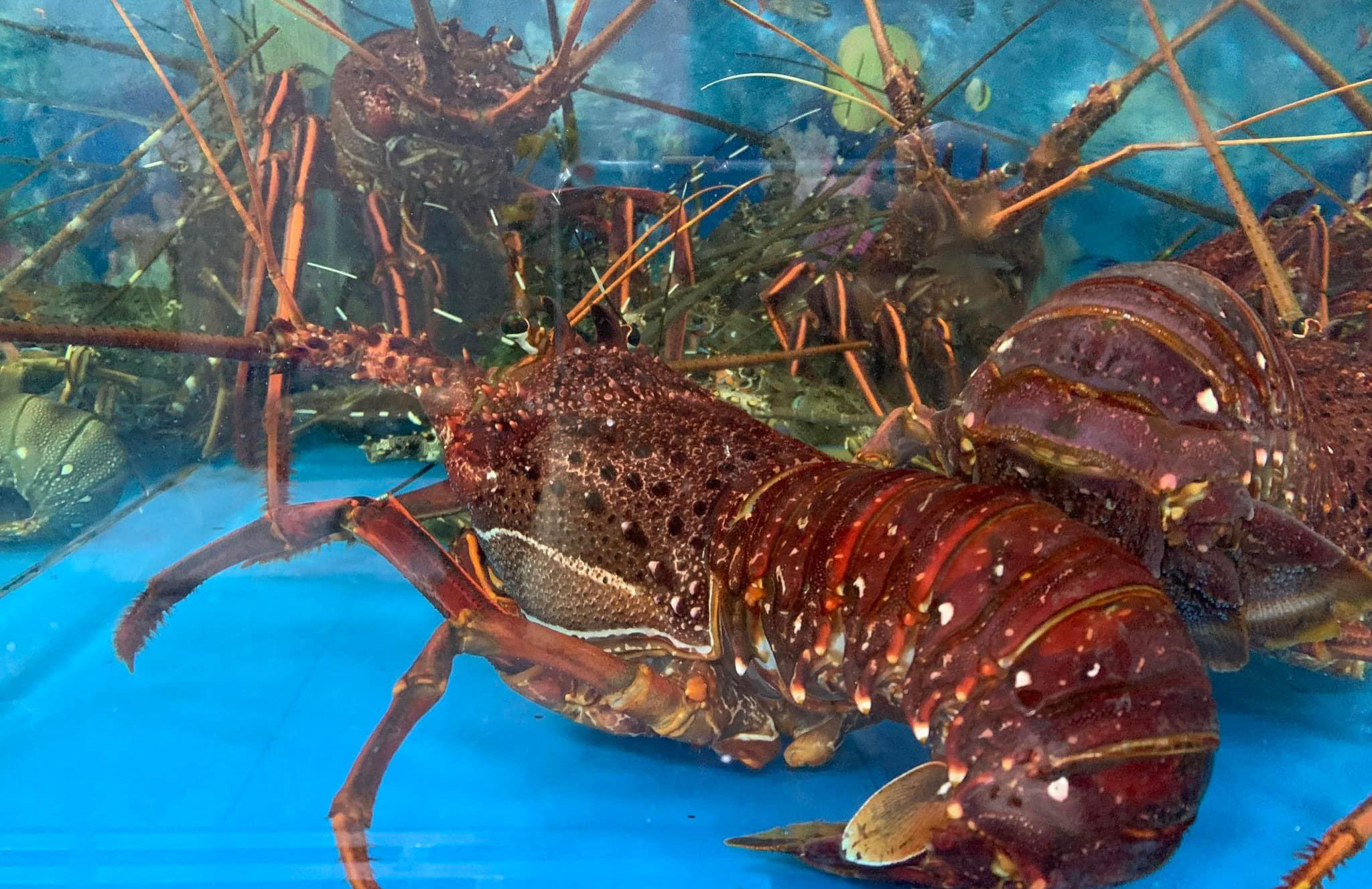 BÍ QUYẾT CHỌN TÔM HÙM TƯƠI NGON THƯỢNG HẠNG