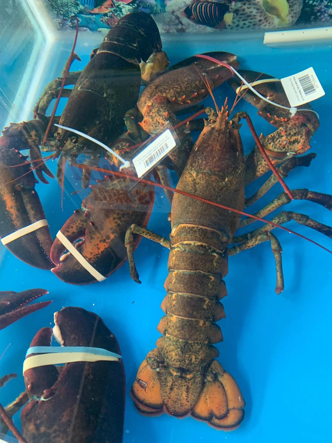 Tôm Hùm Alaska - Biểu Tượng Của Sự Xa Hoa