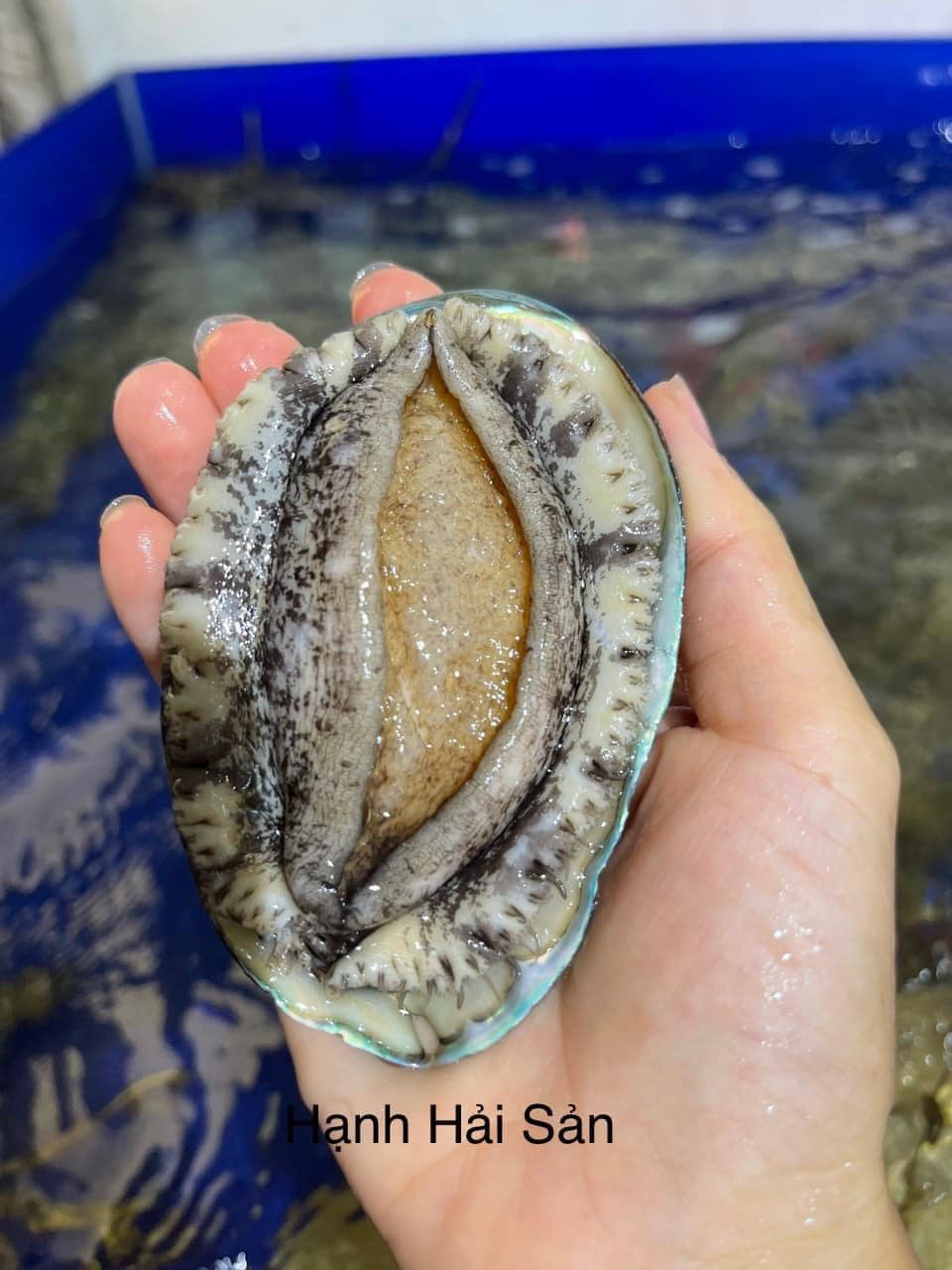 Bào Ngư Hàn Quốc - Món Quà Sang Trọng Cho Cha Mẹ Dịp Lễ 30/4