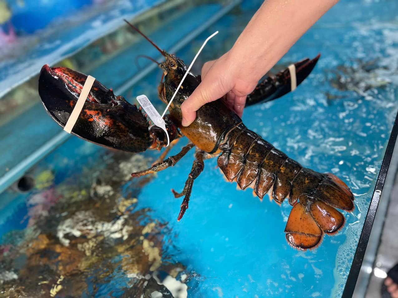 TẠI SAO TÔM HÙM ALASKA LUÔN ĐƯỢC SĂN ĐÓN