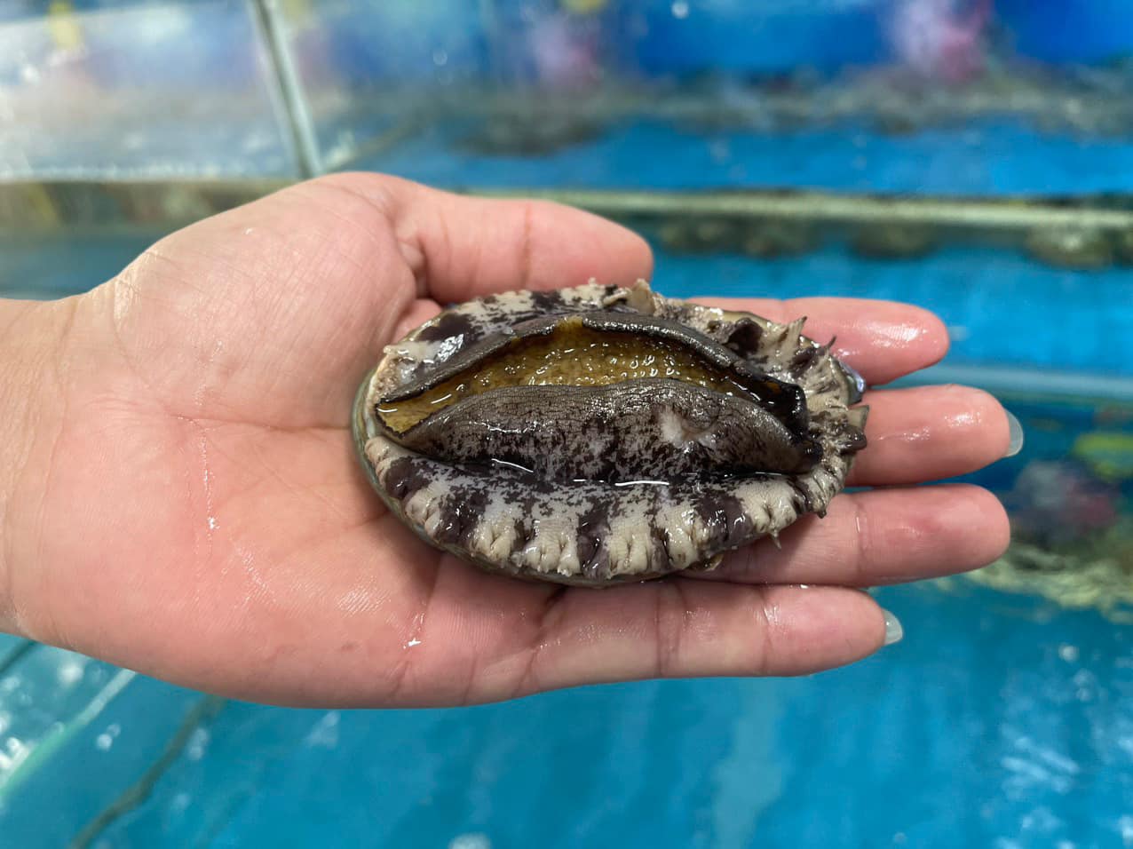 Giá Trị Dinh Dưỡng Vượt Trội Của Bào Ngư: Món Quà Quý Giá Từ Biển Cả