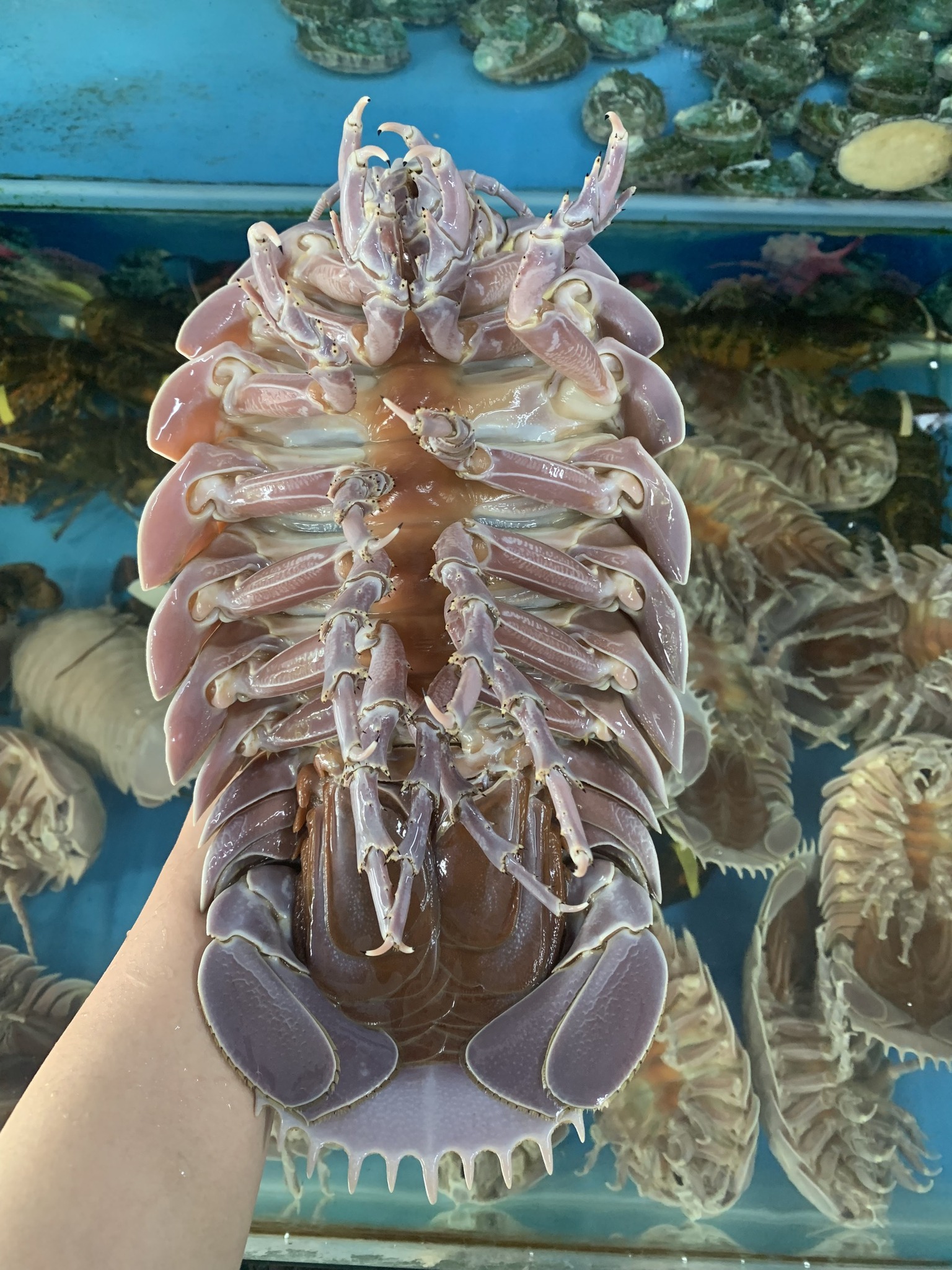 Bọ biển: Món lạ có tiền cũng chưa chắc chắn mua được