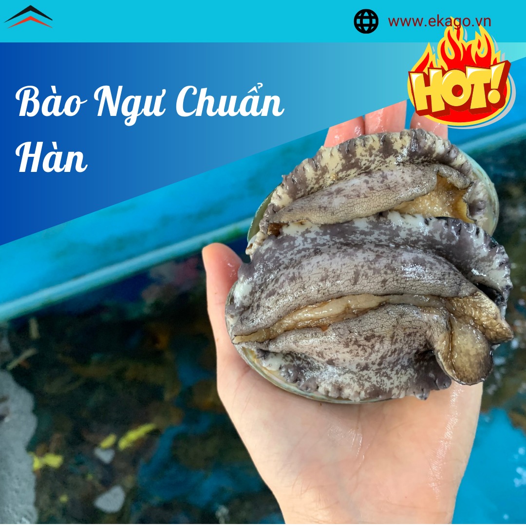 Bào Ngư Hàn Quốc Hấp Sốt Gừng – Món Ngon Giàu Dinh Dưỡng
