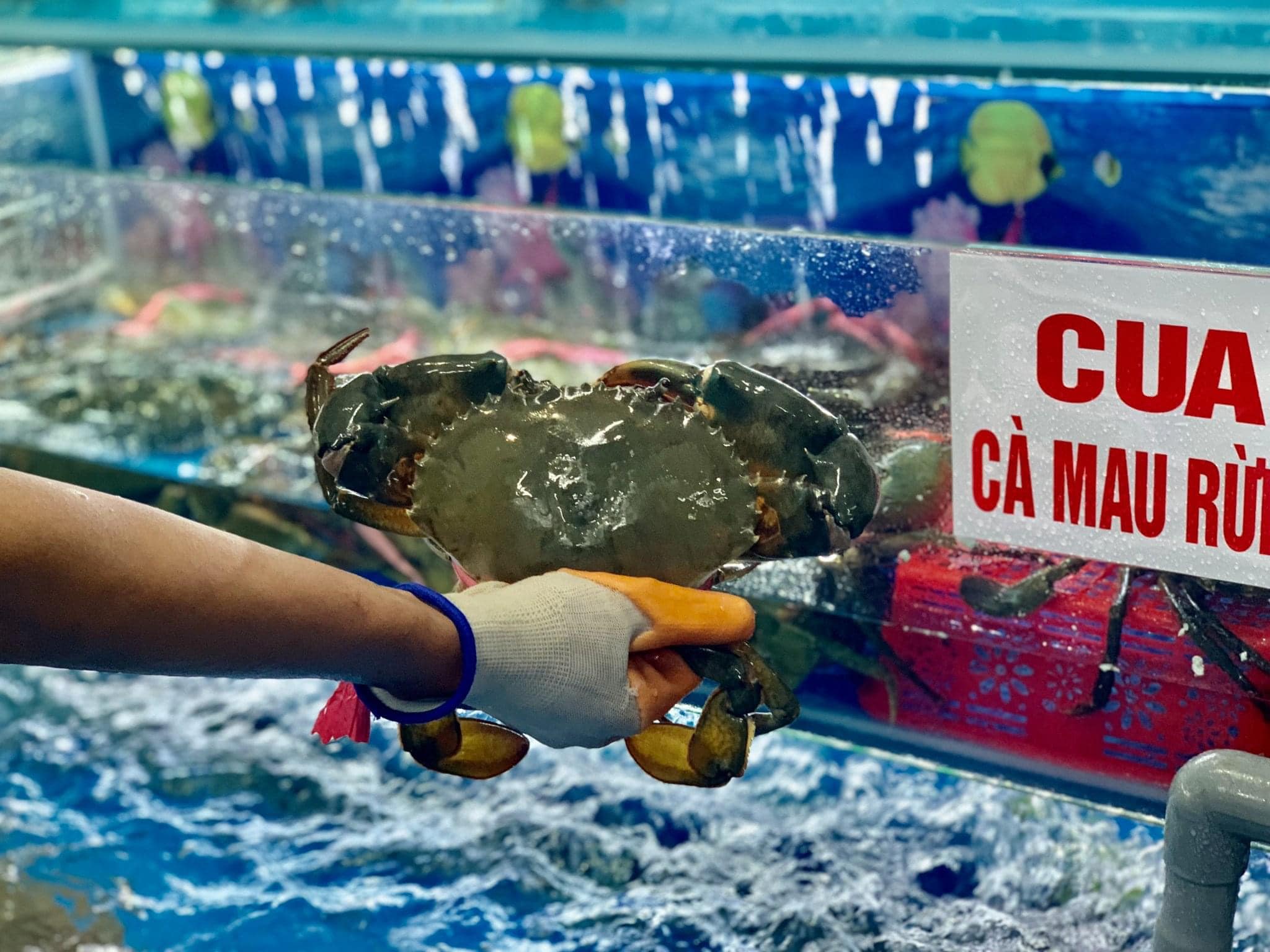 CUA CÀ MAU ĐẶC SẢN BIỂN VIỆT NAM