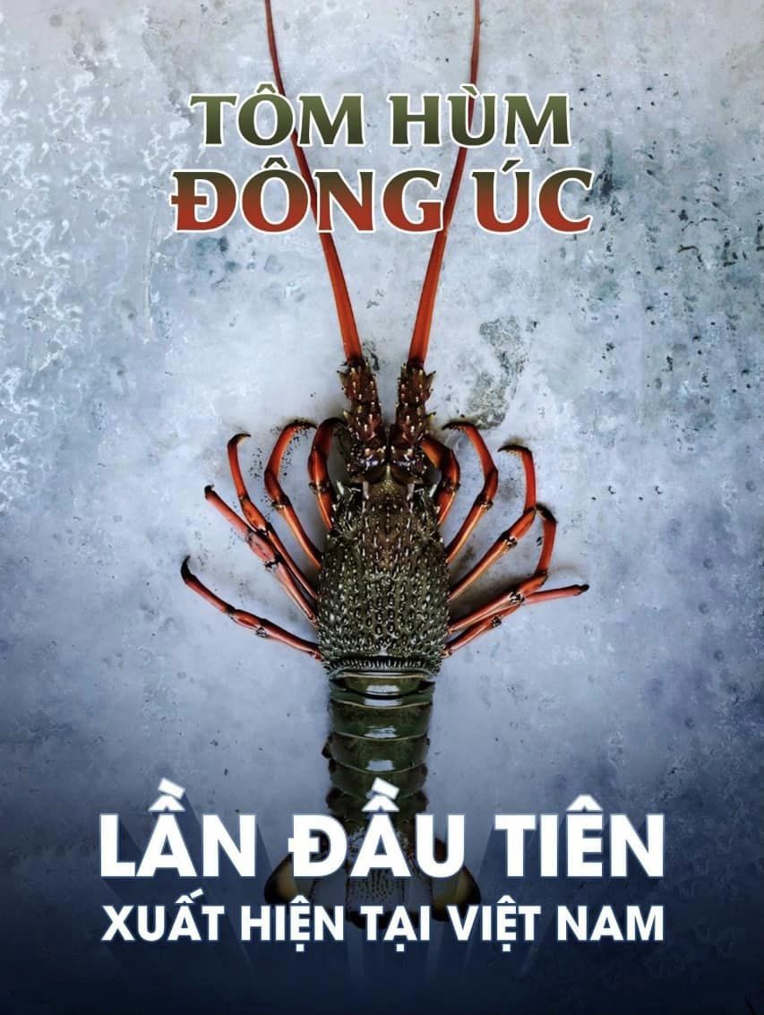 TÔM HÙM ĐÔNG ÚC CHÍNH THỨC CÓ MẶT TẠI VIỆT NAM!