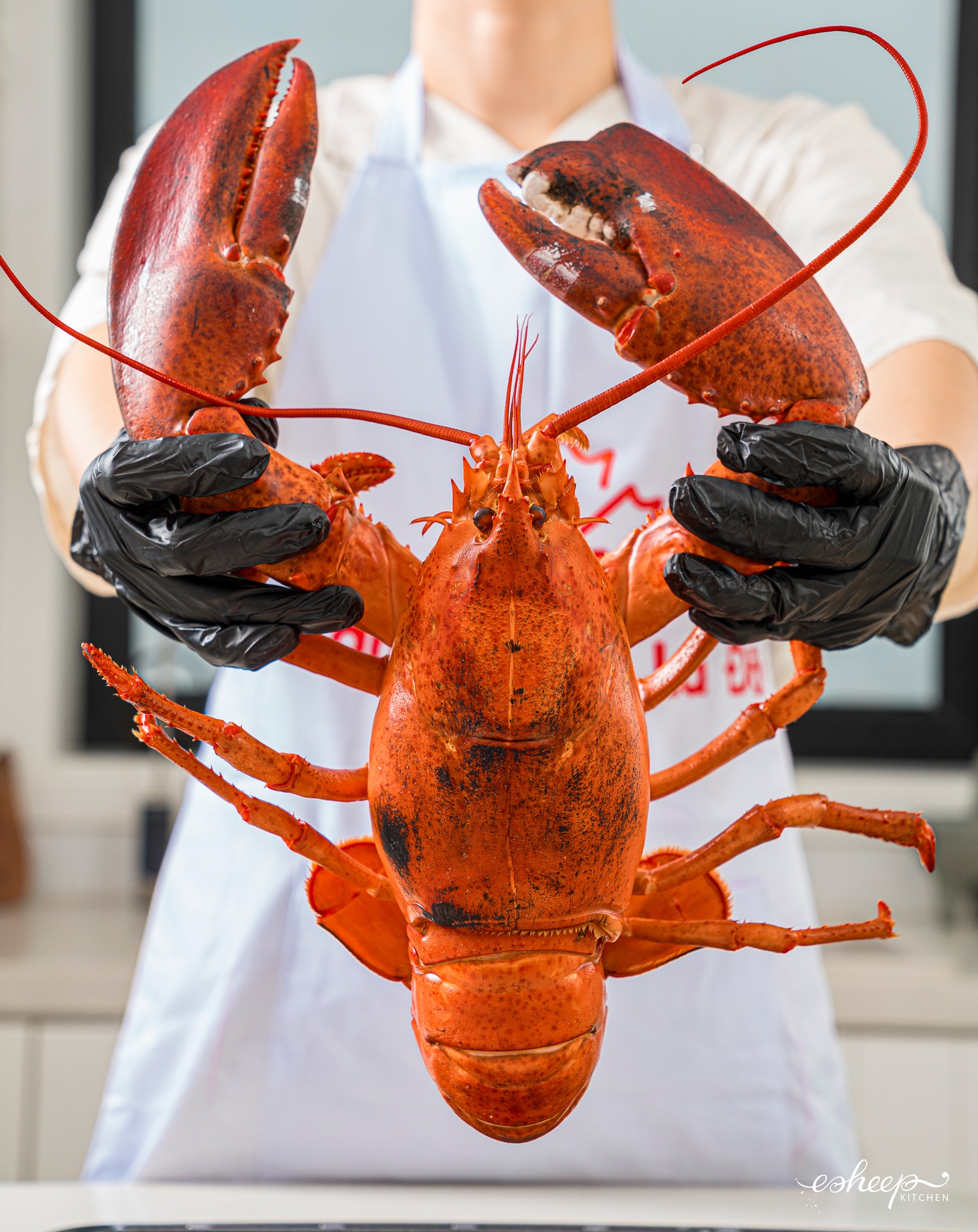 TÔM HÙM MAINE VÀ TÔM HÙM CANADA: SỰ KHÁC BIỆT LÀ GÌ?