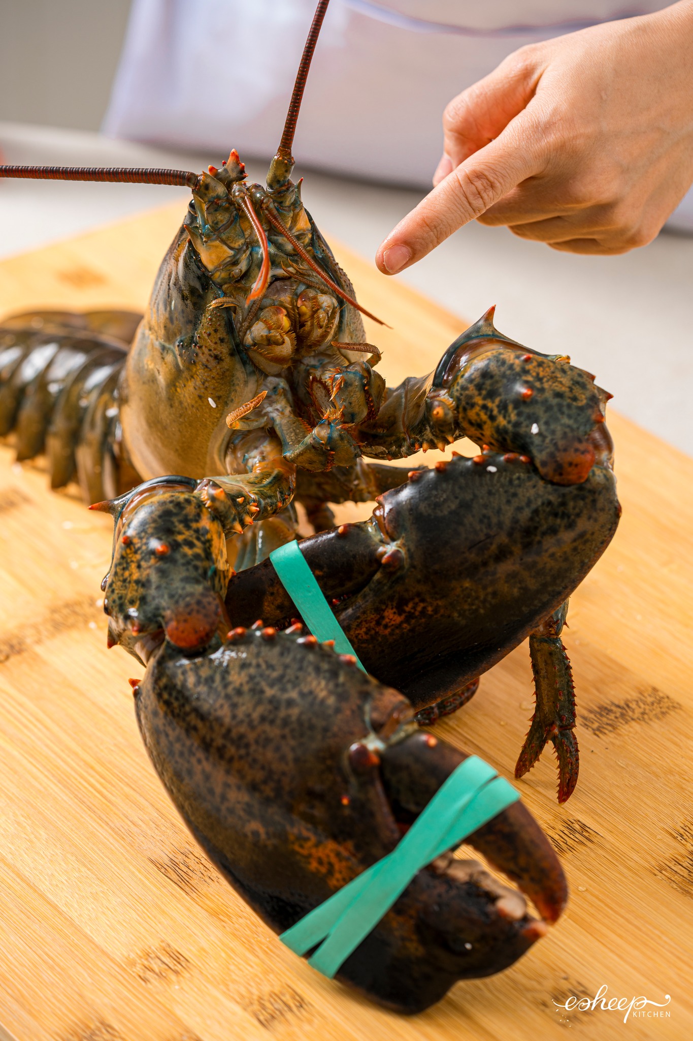 Tôm hùm Alaska: Vua của vùng biển lạnh